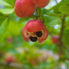 Ackee