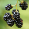 Blackberry