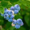 Blueberry