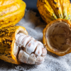 Cacao