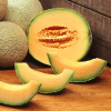 Cantaloupe