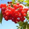 Cranberry
