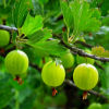 Gooseberry