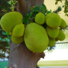 Jackfruit
