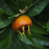 Medlar