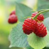 Raspberry