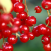 Ribes