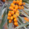 Sea Buckthorn