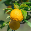Yuzu